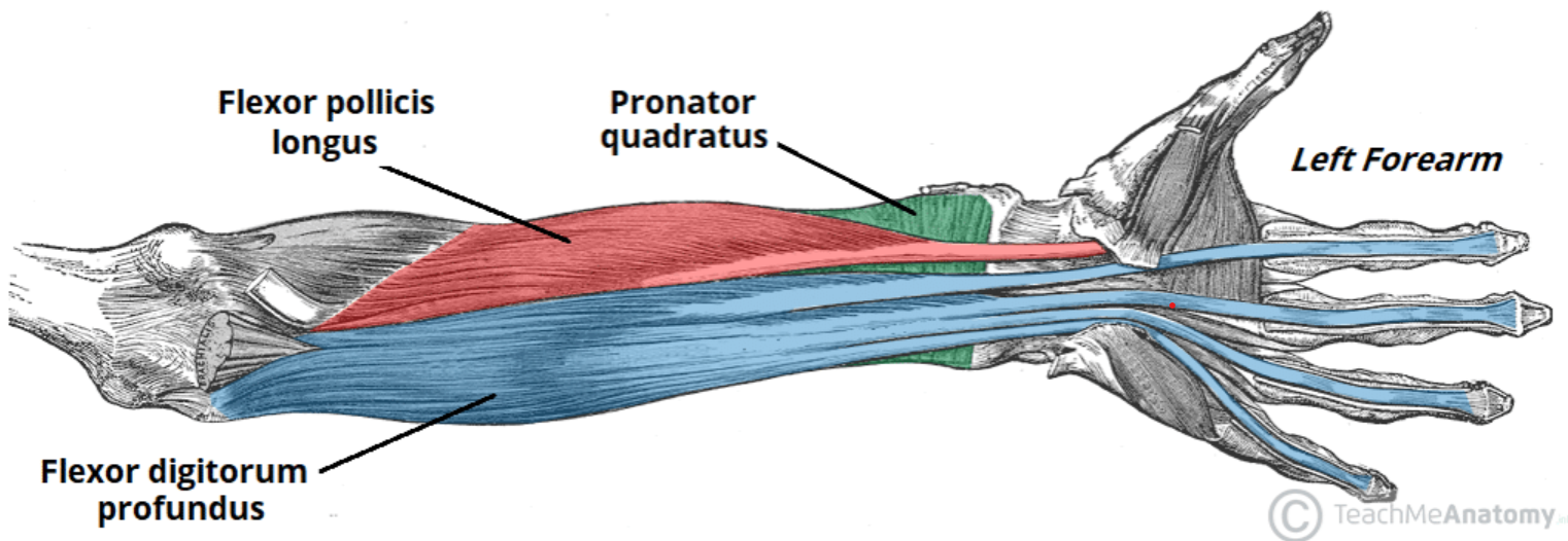 forearm-anatomy.png